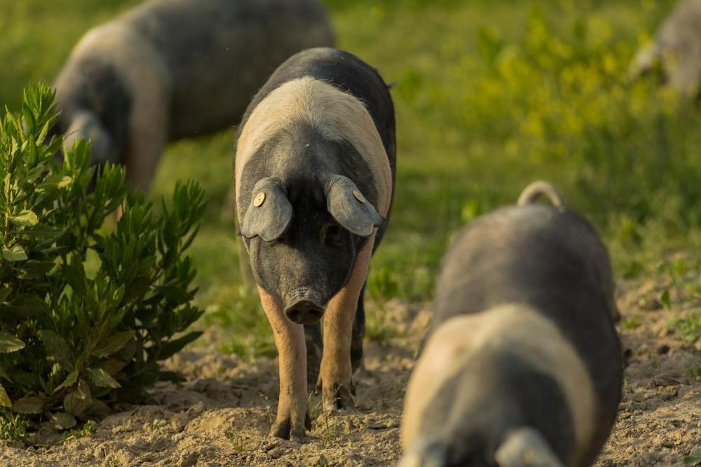 וולטרה Agriturismo Alle Rose מראה חיצוני תמונה